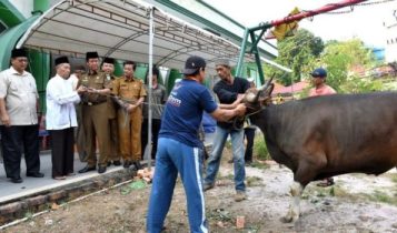 BerkurbanPlt.Gubernur Kepri Isdianto serahakan satu Sapi kurban kepada ketua LAM Kepri Abdul Razak di Masjid Agung Al Hikmah TanjungpinangKota Tanjungpinang