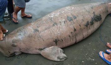 Hewan Mamalia yang dilindungi Dugong