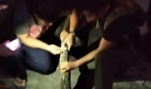 Petugas Damkar saat menangkap Ular Pemangsa kucing di Jalan Pramuka