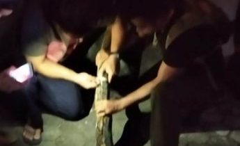 Petugas Damkar saat menangkap Ular Pemangsa kucing di Jalan Pramuka