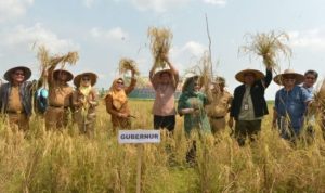 Plt.Gubernur Kepri bersama Pejabat OPD Kepri Lainya panen padi di Kecematan Kundur kabupaten Karimun.
