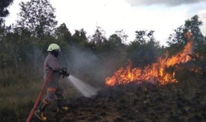 Seorang Anggota Pemadam Kebakaran dari UPTD Damkar Bintan melakukan pemadaman Api di salah satu kebakaran hutan di Bintan
