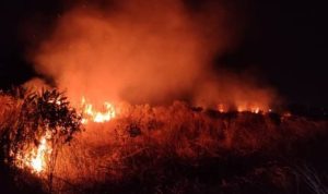Disertai angin kencang Api membubung tinggi melahap semak belukar di lahan PT.Pequin di Senggarang.