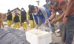 Bupati Lingga M.Nizar saat melakukan Panen Udang Vaname bersama Kelompok Budidaya Mandiri di Desa Resun Lingga.