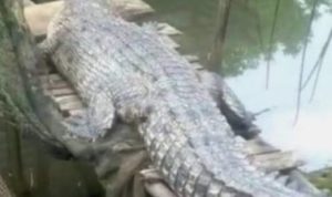 Seekor Buaya yang masuk ke pekarangan belakang rumah berhasil didokumentasikan warga saat menyerang ternak peliharaan di Kandang.