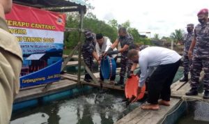 Lantamal IV Tanjungpinang Tebar 3 ribu Benih Ikan Kerapu Cantang Di Keramba Nelayan