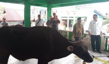 Gubernur Kepri Ansar Ahmad saat menyerahkan Sapi Kurban Presiden Jokowi ke Masyarakat Kabupaten Kepuluan Anambas Kepri