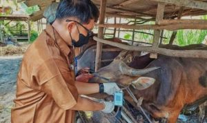 Petugas DKPP saat memeriksa dan memberi menunjukan QR-Barcode pada hewan ternak Kurban yang dinyataka Sehat di Bintan