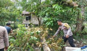 Anggota Kepolisian di Sri Polsek Singkep Barat, bersama warga saat melakukan gotong royong memotong pohon tumbang yang menimpa rumah warga di Desa Tinjol Singkep Barat. (Foto: Humas-Polres Lingga).