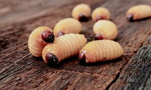 Cegah Stunting, Alternatif Makanan Cegah Stunting, Kasus Gizi Buruk,