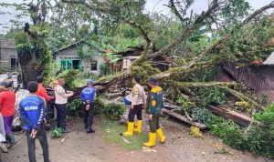 Pohon Tumbang Akibat Angin Kencang, Timpa Rumah Muhammad Rafi di RT 09-RW 05 Desa Bintan Buyu, Kecamatan Teluk Bintan. (Foto:Hasura)