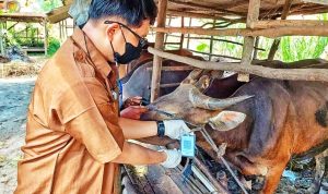 Petugas melakukan pemeriksaan kesehatan sapi. (Foto: Hasura)