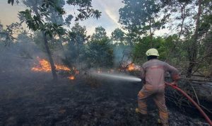 Kebakaran, Karhutla, Kebakaran Hutan dan Lahan, Damkar, Bintan,