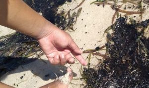 Limbah minyak hitam yang mencemari pesisir pantai di Kecamatan Gunung Kijang Bintan.