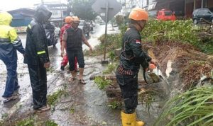 Petugas BPBD Tanjungpinang saat evakuasi pohon tumbang (BPBD)
