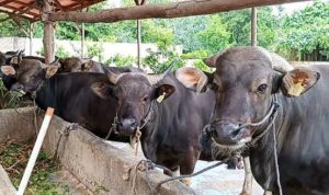 Sapi Kurban di Peternakan Milik Fajri di Jalan Panglima Dompak Tanjungpinang