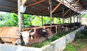 Sapi di salah satu peternak di Kota Tanjungpinang ( Doc PRESMEDIA )