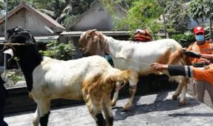 Ilustrasi hewan kurban. (Foto: dok Infopublik/Presmedia.id)