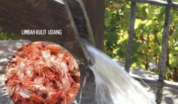 Peluang Binis Pemanfaatan Limbah Udang Jadi Bahan Penjernih Air