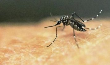 Ilustrasi nyamuk malaria. (Foto: AFP/Presmedia.id)