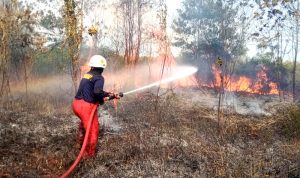 Personil UPT Damkar Bintan Utara berupaya memadamkan kobaran api yang membakar lahan milik warga Singapura di Bintan. (Foto: UPT Damkar Bintan/Presmedia.id)