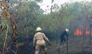 Petugas UPT Damkar Bintan Utara melakukan pemadaman karhutla di Desa Lancang Kuning, Bintan. (Foto: UPT Damkar Bintan/Presmedia.id)