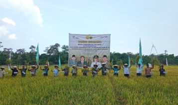 Bupati Lingga M.Nizar bersama sejumlah Pimpinan FKPD melakukan panen bersama Demplot atau demonstration plot aktivitas penyuluhan pertanian pembenihan Padi berstandar BSIP di Desa Lanjut Bupati Lingga M.Nizar bersama sejumlah Pimpinan FKPD melakukan panen bersama Demplot atau demonstration plot aktivitas penyuluhan pertanian pembenihan Padi berstandar BSIP di Desa Lanjut, Kecamatan Singkep Pesisir, Kabupaten Lingga, Kamis (9/11/2023) (Foto: Pemkab Lingga)