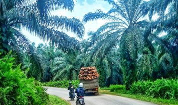Perkebunan Kelapa Sawit PT Tirta Madu di Bintan Perkebunan Kelapa Sawit PT Tirta Madu di Bintan. (Foto: Hasura/Presmedia.id)