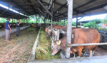 Sapi Bali dan Simental di kandang ternak Ahmad Perdamean Sembiring di Kampung Sidojasa Kota Tanjungpinang terlihat sehat dan gemuk serta siap menjadi hewan kurban hari Raya Idul Adha 2024 Sapi Bali dan Simental di kandang ternak Ahmad Perdamean Sembiring di Kampung Sidojasa Kota Tanjungpinang terlihat sehat dan gemuk serta siap menjadi hewan kurban hari Raya Idul Adha 2024. (Foto: Roland/Presmedia.id)