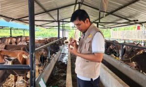 Petugas Venteriner DKPP Bintan mengecek kesehatan Sapi Bali. (Foto: DKPP Bintan) Petugas Venteriner DKPP Bintan mengecek kesehatan Sapi Bali. (Foto: DKPP Bintan)