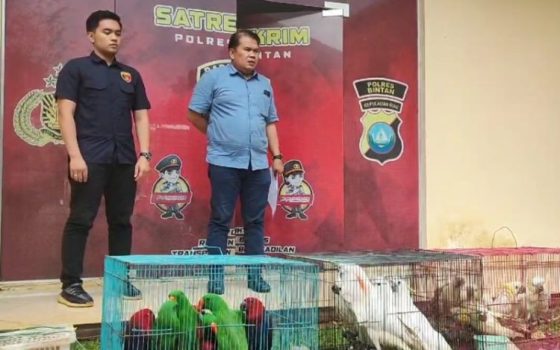 Kasatreskrim Polres Bintan AKP Marganda Pandapotan Limbong saat memberikan keterangan pers soal keberhasilannya menggagalkan penyelundupan burung seharga Rp500 juta. (Foto: Hasura/Presmedia.id)