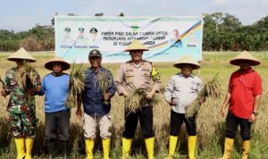 Kapolres Lingga, AKBP Apri Fajar Hermanto, melakukan panen padi bersama warga di Desa Lanjut, Kecamatan Singkep Pesisir, pada Rabu (18/8/2024).