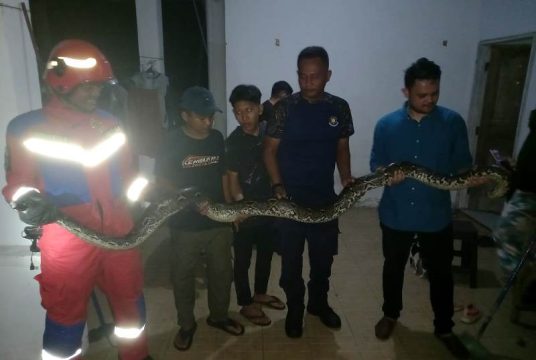 Ular Sanca empat Meter yang melintas di jalan dan masuk ke rumah warga diamankan anggota Damkar Tanjungpinang Ular Sanca empat Meter yang melintas di jalan dan masuk ke rumah warga diamankan anggota Damkar Tanjungpinang. (Foto: Roland/Presmedia.id)