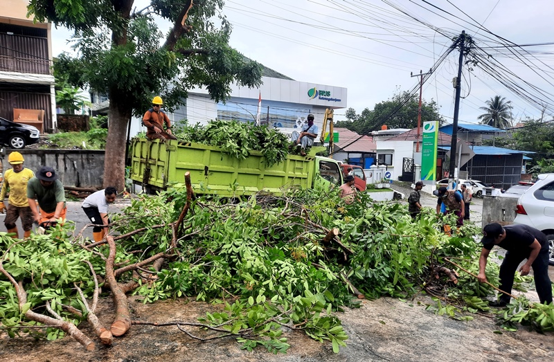 BPBD Tanjungpinang bersama Perkim dan polisi membersihkan pohon tumbang di Jalan Engku Putri. (Foto: Roland/Presmedia.id)