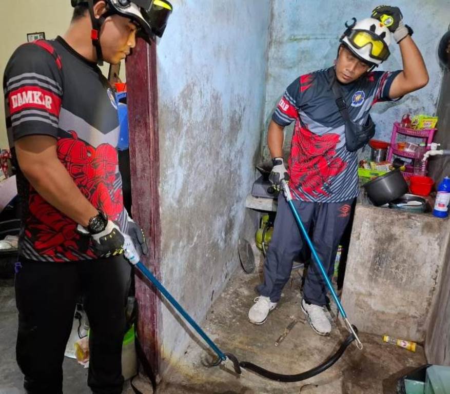 Personil UPTD Damkar Bintan Utara menangkap dan mengevakuasi ular kobra yang masuk ke dalam rumah warga Kampung Baru Tanjung Uban Selatan Personil UPTD Damkar Bintan Utara menangkap dan mengevakuasi ular kobra yang masuk ke dalam rumah warga Kampung Baru Tanjung Uban Selatan. (Foto: Damkar Bintan Utara)