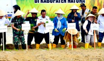 Gubernur Provinsi Kepri Ansar Ahmad, TNI dan Polri bersama pimpinan FKPD lainnya, saat melakukan penanaman Padi di  di Lahan Kelompok Tani Ciptodadi, Kecamatan Bunguran Batubi, Kabupaten Natuna, pada Rabu (12/2/2025). (foto:Diskominfo Kepri)