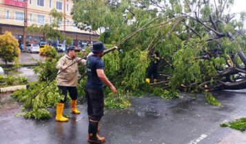 BPBD Tanjungpinang evakuasi Pohon tunbang di KM 9 Kota Tanjungpinang. (Foto: BPBD)