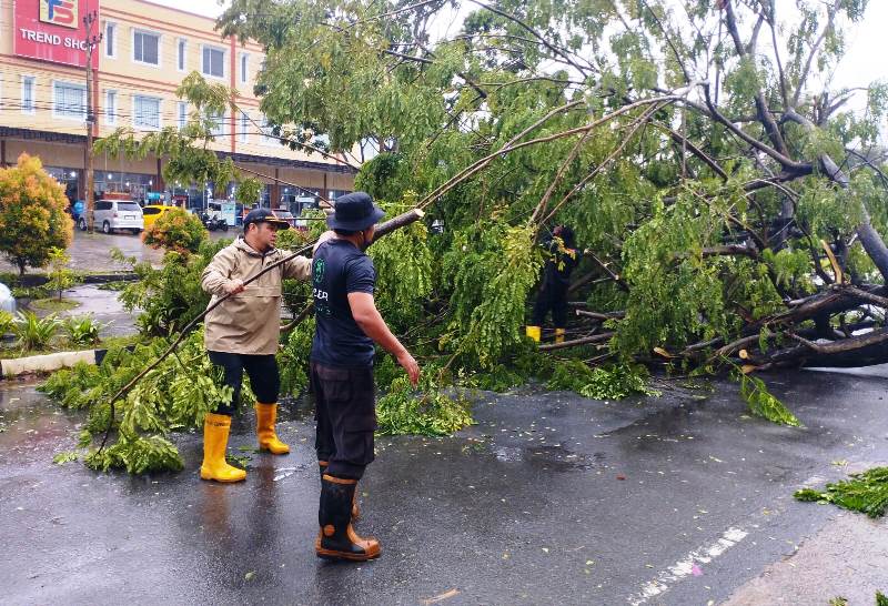 BPBD Tanjungpinang evakuasi Pohon tunbang di KM 9 Kota Tanjungpinang. (Foto: BPBD)