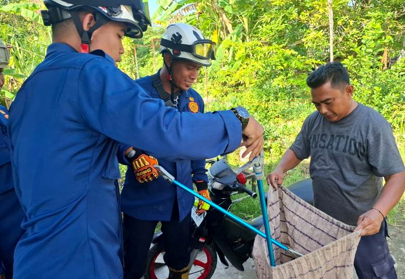 Personil UPTD Damkar Binut mengevakuasi ular masuk ke dalam rumah warga Personil UPTD Damkar Binut mengevakuasi ular masuk ke dalam rumah warga. (Foto: UPTD Damkar Binut)