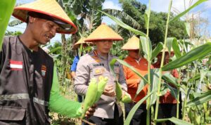 Polresta Tanjungpinang bersama kelompok tani maju jaya melaksanakan panen raya jagung di kampung Sidomulyo. (Foto: Humas)