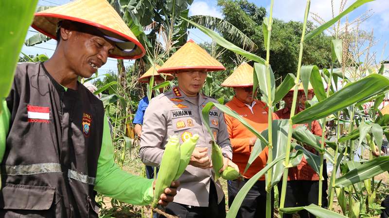 Polresta Tanjungpinang bersama kelompok tani maju jaya melaksanakan panen raya jagung di kampung Sidomulyo Polresta Tanjungpinang bersama kelompok tani maju jaya melaksanakan panen raya jagung di kampung Sidomulyo. (Foto: Humas)