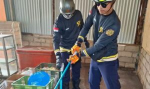 Personil UPT Damkar Bintan Utara evakuasi Ular Kobra masuk warung warga Jalan M Taher Latif Tanjung Uban. (Foto: Damkar Bintan Utara)