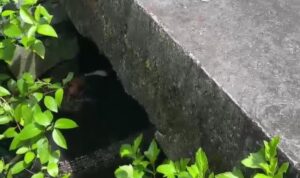Seekor buaya terlihat muncul dibawah kolong jembatan dekat pemukiman Gang Pulau Pandan,Jalan Raja Haji Fisabilillah (Roland/Presmedia)