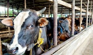Hewan ternak sapi jenis Bali di salah satu peternakan Kabupaten Bintan. (Foto: Hasura/Presmedia.id)
