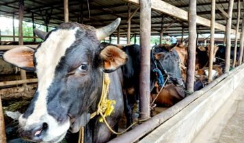 Hewan ternak sapi jenis Bali di salah satu peternakan Kabupaten Bintan. (Foto: Hasura/Presmedia.id)