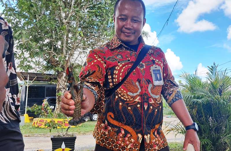 Kasubsi Binker dan Lolahaker Lapas Umum kelas IIA Tanjungpinang, Sunarmo menunjukkan hasil budidaya Lobster Red Claw. (Foto Hasura)