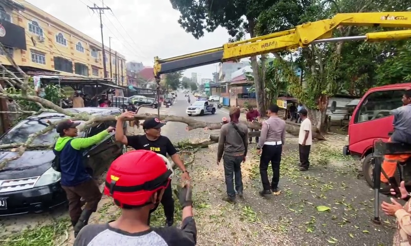Angin Kencang Terjang Tanjungpinang Sejumlah Pohon Tumbang dan Timpa Mobil 2 Petugas BPBD Tanjungpinang dan Anggota Satlantas Polresta Tanjungpinang saat melakukan evaluasi mobil yang tertimpa pohon tumbang di Jalan Engku Putri (Roland/ Presmedia)