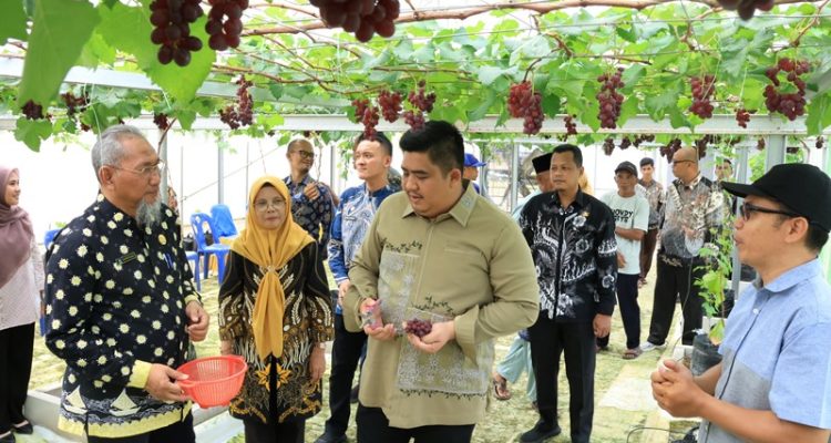 Bupati Bintan kunjungi dan Panen buah Anggur di Bintan Bupati Bintan Roby Kurniawan melakukan panen perdana buah anggur di Screenhouse milik Kelompok Tani binaan Nizam, yang berlokasi di Desa Tembeling, Kabupaten Bintan, Kamis (23/10/2025).