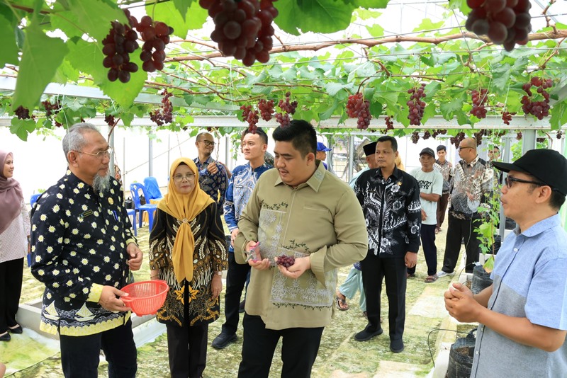 Bupati Bintan kunjungi dan Panen buah Anggur di Bintan Bupati Bintan Roby Kurniawan melakukan panen perdana buah anggur di Screenhouse milik Kelompok Tani binaan Nizam, yang berlokasi di Desa Tembeling, Kabupaten Bintan, Kamis (23/10/2025).