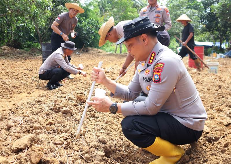 Kapolresta Tanjungpinang Tanam Jagung Bersama Warga di Kampung Mekar Dukung Ketahanan Pangan Nasional Kapolresta Tanjungpinang Kombes Pol Hamam Wahyudi menanam bibit jagung pipil di lahan warga Kampung Mekar, Dompak, sebagai dukungan terhadap program ketahanan pangan nasional (Foto-Roland)